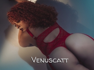 Venuscatt